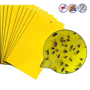 Stick Insect & Fruit Fly Trap Board - Double-Sided Yellow Melon - 1