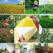 Stick Insect & Fruit Fly Trap Board - Double-Sided Yellow Melon - 5