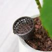 10PCS Bonsai Tools Gardening Products - Large Size: 6 x 4cm - 4