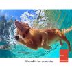 500m Dog Training Bark Stopper Remote Control Electric Shock Collar - 6