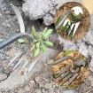 4-Tooth Dual Purpose Weed Remover Tool - 29cm Wood Handle - 3