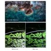 STARTRC Drone Lens Filter CPL ND8/16/32 - DJI Neo - 4