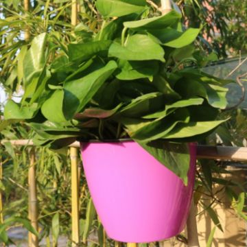 Wall-Hanging Self-Watering Purple Planter, 11x8x10.5cm - 1