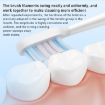 Xiaomi Mijia Whitening Brush Head 2pcs for T501/T501C Electric Toothbrush - 4