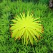 Yellow TPR Sea Urchin Ball Coral, Large 13cm Aquarium Decor - 1