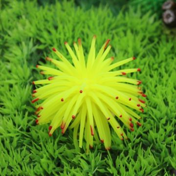 Yellow TPR Sea Urchin Ball Coral, Large 13cm Aquarium Decor - 1