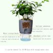 Transparent Double-Layer Water-Absorbing Flowerpot, 10.5cm Gray Basin - 5