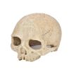 Aquarium Fish Tank Skull Ornament Spider Lizard Snake Hiding Decor - 1