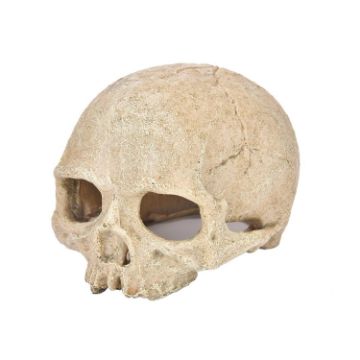 Aquarium Fish Tank Skull Ornament Spider Lizard Snake Hiding Decor - 1