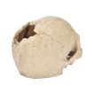 Aquarium Fish Tank Skull Ornament Spider Lizard Snake Hiding Decor - 4