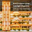 Three Head 12V Sunlight-Like LED Panel Plant Growth Light (AU Plug) - 3