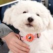 Pink Donut Pet Collar Silicone Cover for AirTag - Anti-scratch & Shockproof - 6