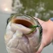 3pcs Cordset Imitation Aquatic Grass Fishing Hooks Set (8#) - 5